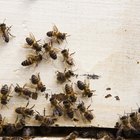 Remedio simple casero para deshacerse de las abejas