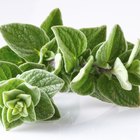 Safflower in a white background