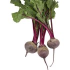 Close up image of a turnip growing in the garden