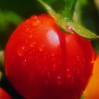 Razones por las cuales se pudre la base del tomate en la planta