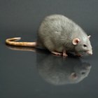 Cómo repeler naturalmente a las ratas