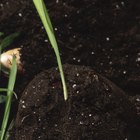 ¿Cómo funciona el fertilizante Osmocote?