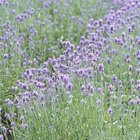 Cuándo podar un arbusto de lavanda