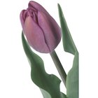¿Qué hacer con un tulipán en maceta?