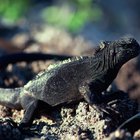 Como saber se iguanas são macho ou fêmea