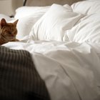 Cómo quitar el pelo de gato de las sábanas