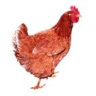 O que causa a perda contínua de penas em galinhas?