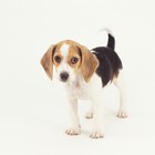 Información del mini beagle