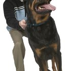 ¿Qué comen los Rottweilers?