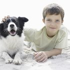 Remédio caseiro para micoses em cães e humanos