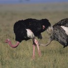 Los significados del tótem de avestruz