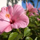Os hibiscos são venenosos para animais?