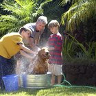 Xampu de aveia caseiro para cães