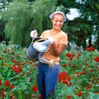 Cómo propagar rosas usando papas