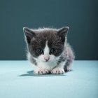 Cómo diferenciar un gato o un gatito de pelo largo de uno de pelo corto