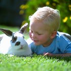 Como fazer carinho em um coelho