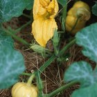 Partes de una planta de calabaza