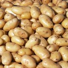 Baskets of potatoes