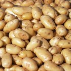 Closeup of red new potatoes in pile.