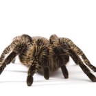 Tipos de aranhas: preta com manchas brancas