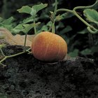 Close up image of a turnip growing in the garden