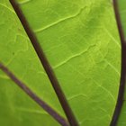 Como fazer um modelo de célula vegetal de isopor