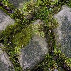 Como eliminar algas e musgo de paredes externas usando alvejante