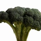 Cómo cosechar cabezas de brócoli