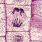 5 fases de la mitosis