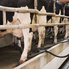 Etapas de la vida de una vaca Holstein