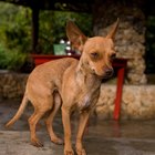 Cómo reconocer a un perro Chihuahua Cabeza de Venado