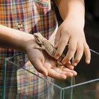 Actividades de zoología para niños