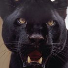 Como fazer uma fantasia de Pantera Negra
