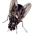 How to mix your own natural fly repellent for horses with neem oil