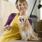 shih tzu brown eye discharge how to clean tear marks from the of a maltese and a shih tzu pets shih tzu brown eye discharge how to clean tear marks from the of a maltese and a shih tzu pets