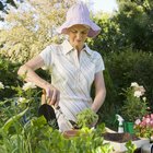 Plantas para macetas: guía para jardinería con macetas