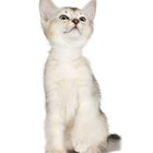 Como saber quando seu gatinho estiver prestes a começar a marcar território