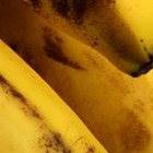 ¿Cómo hacer rodajas de banana deshidratadas?