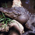 ¿En qué tipo de ecosistema viven los caimanes americanos?