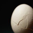 Cómo cortar la cáscara de un huevo