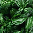 Manchas blancas sobre las hojas de albahaca