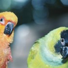 Differences in Male & Female Rosy Bourke Parakeets