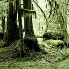 Como fazer um ecossistema de floresta tropical em uma caixa de sapatos