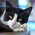 Remédios caseiros para gatos com dor de estomâgo