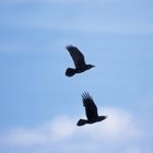 Cómo espantar pájaros negros