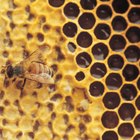 Cómo matar abejas que se han instalado en la pared de tu casa