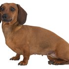 Ciclo reprodutivo de um dachshund miniatura