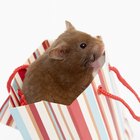 Madeiras recomendadas para hamsters roerem 