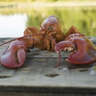 ¿Cada cuánto tiempo las langostas mudan sus exoesqueletos?