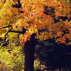 Características de las hojas del arce resplandor de otoño